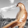 Faisan, oiseau en céramique émaillée, provenance Sainte Radegonde, Art Déco