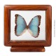 Le Grenier de la Mandoune. Papillon Morpho didius bleu de Madagascar naturalisé et encadré